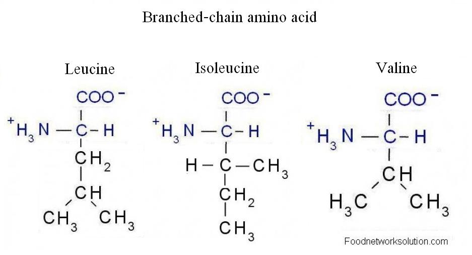 Interplay Between Lipids And Branched Chain Amino Acids In Development 